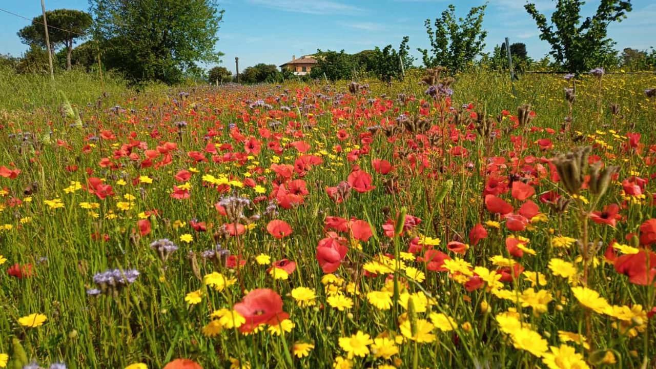 Agriturismo Il Tripesce Vada Kültér fotó