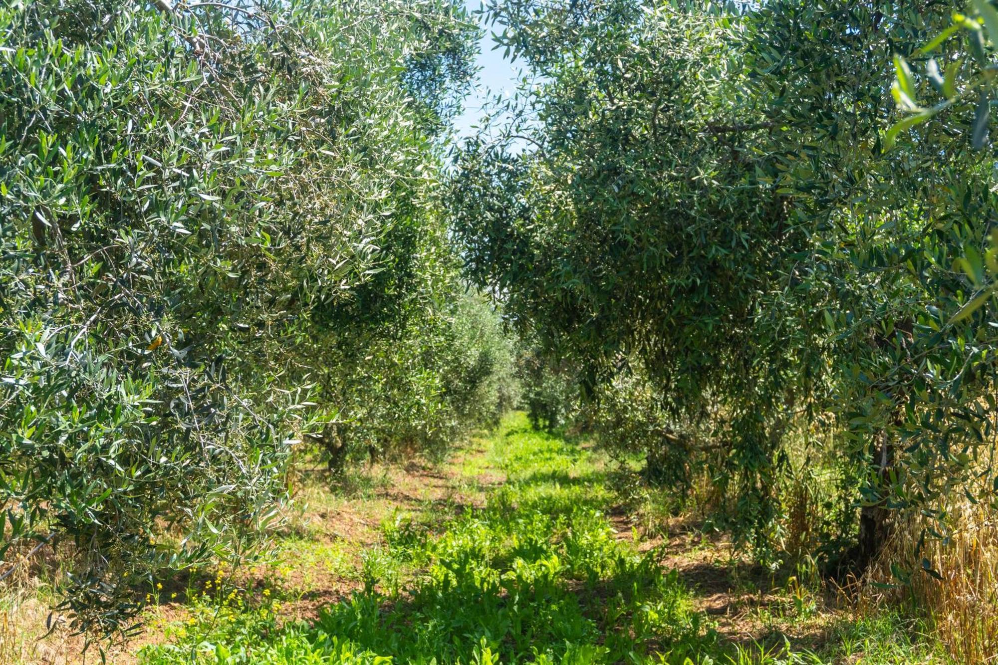 Agriturismo Il Tripesce Vada Kültér fotó