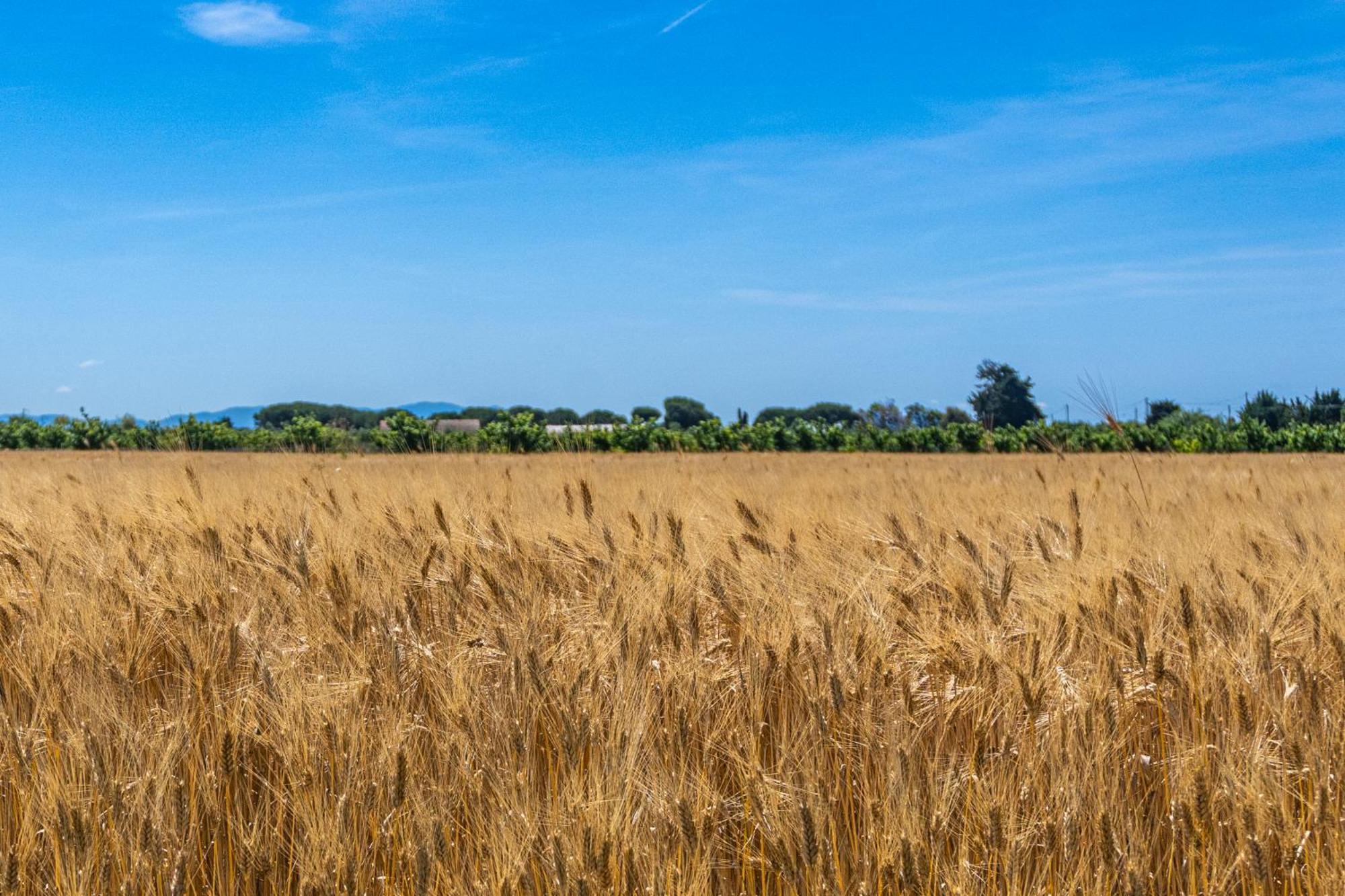 Agriturismo Il Tripesce Vada Kültér fotó