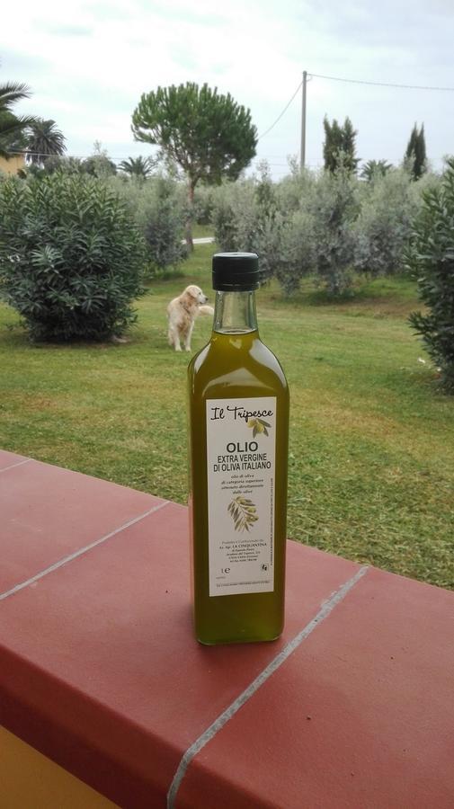 Agriturismo Il Tripesce Vada Kültér fotó